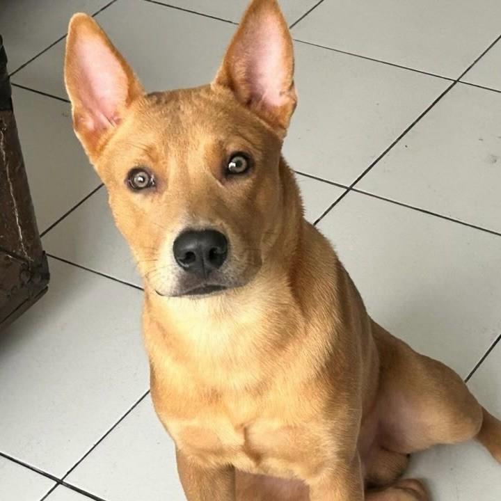Tango, cachorro de porte grande para adoção em Vitória - ES