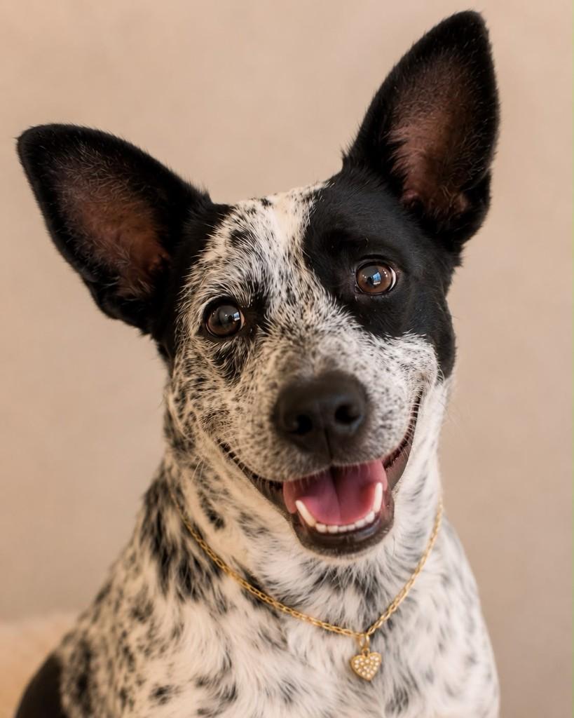 Pintadinha, cachorro de porte médio para adoção em Vitória - ES