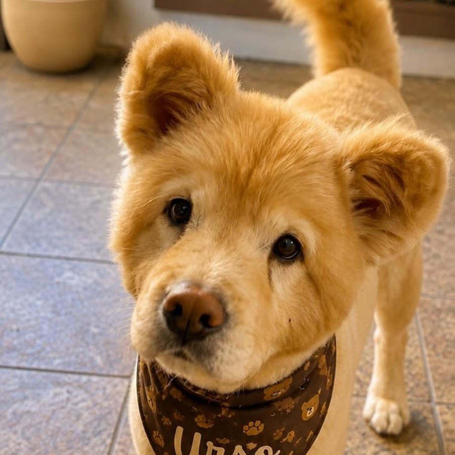 Urso, cachorro de porte médio para adoção em Vitória - ES