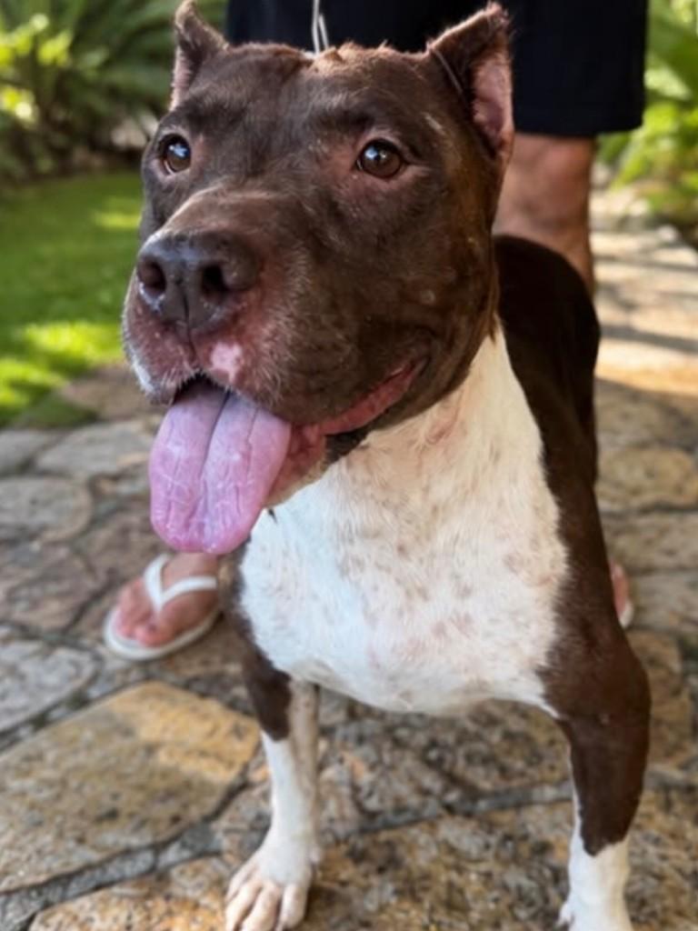 Megan, cadela de porte grande para adoção em Vitória - ES