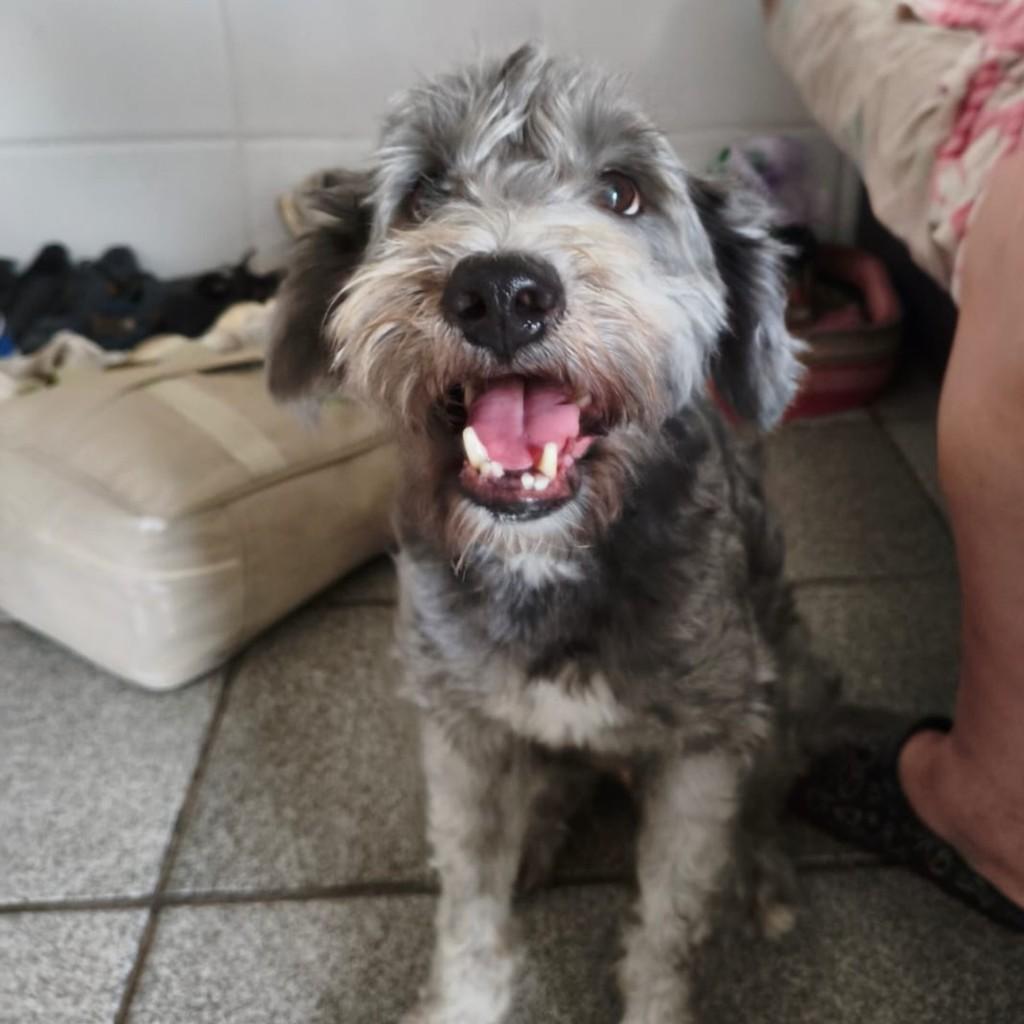 Tião Banguela, cachorro de porte pequeno para adoção em Vitória - ES