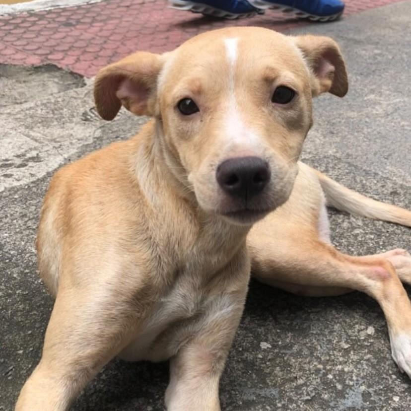 Canela, cadela de porte médio para adoção em Canela - RS