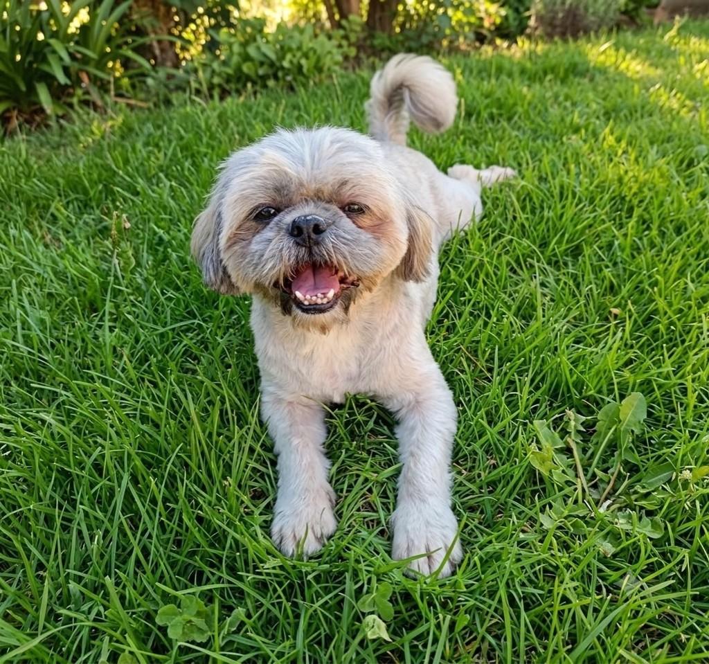 Bolota, cachorro de porte pequeno para adoção em Vitória - ES