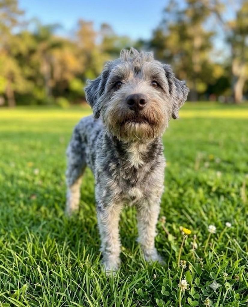Tobby, cachorro de porte médio para adoção em Vitória - ES