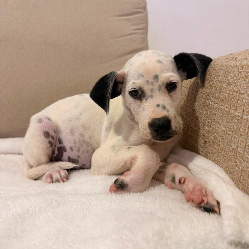Pipo, cachorro de porte pequeno para adoção em Vitória - ES