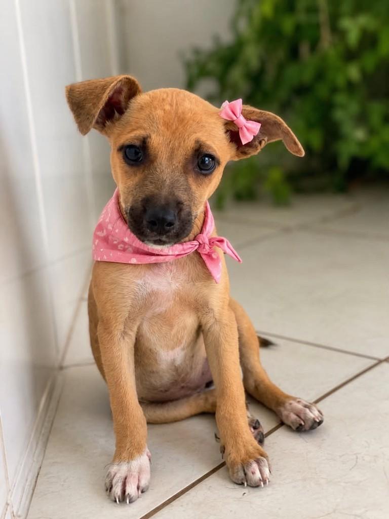 Lindinha, cachorro de porte pequeno para adoção em Vitória - ES