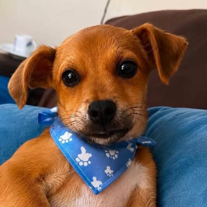 Bartolomeu, cachorro de porte pequeno para adoção em Vitória - ES