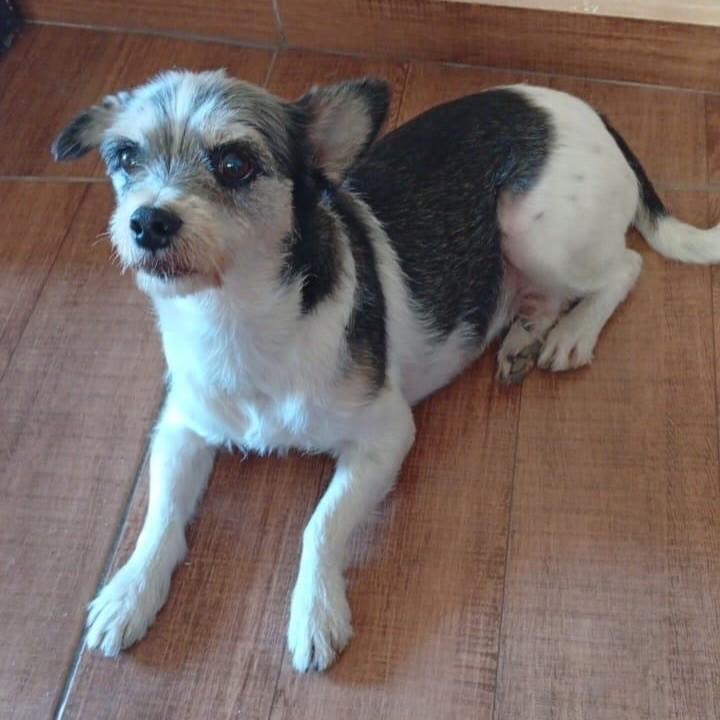 Guigo, cachorro de porte pequeno para adoção em Vitória - ES