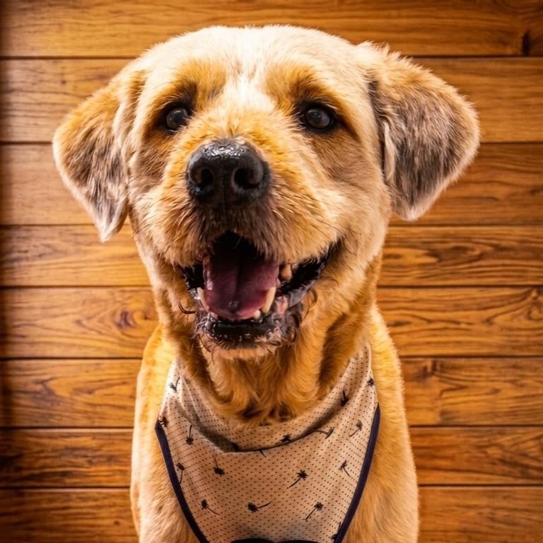 Doki, cachorro de porte médio para adoção em Vitória - ES