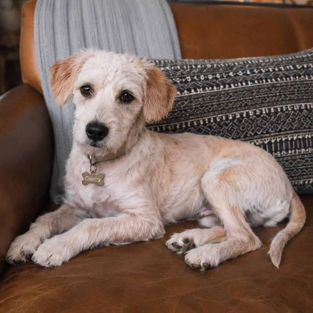 Cherry, cachorro de porte médio para adoção em Vitória - ES