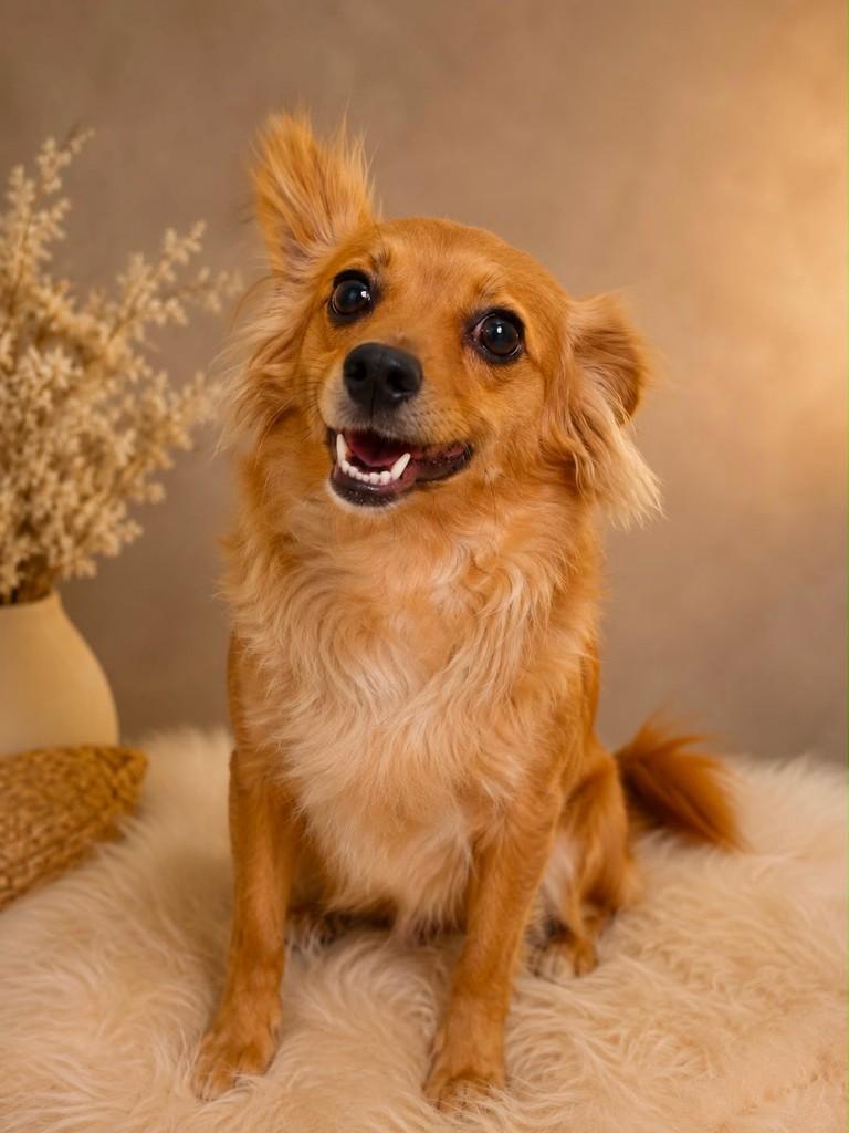 Frida, cadela de porte pequeno para adoção em Vitória - ES