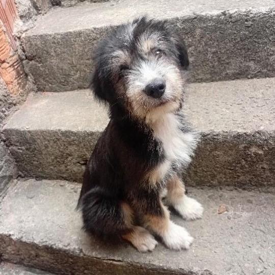 Spike, cachorro de porte grande para adoção em Vitória - ES