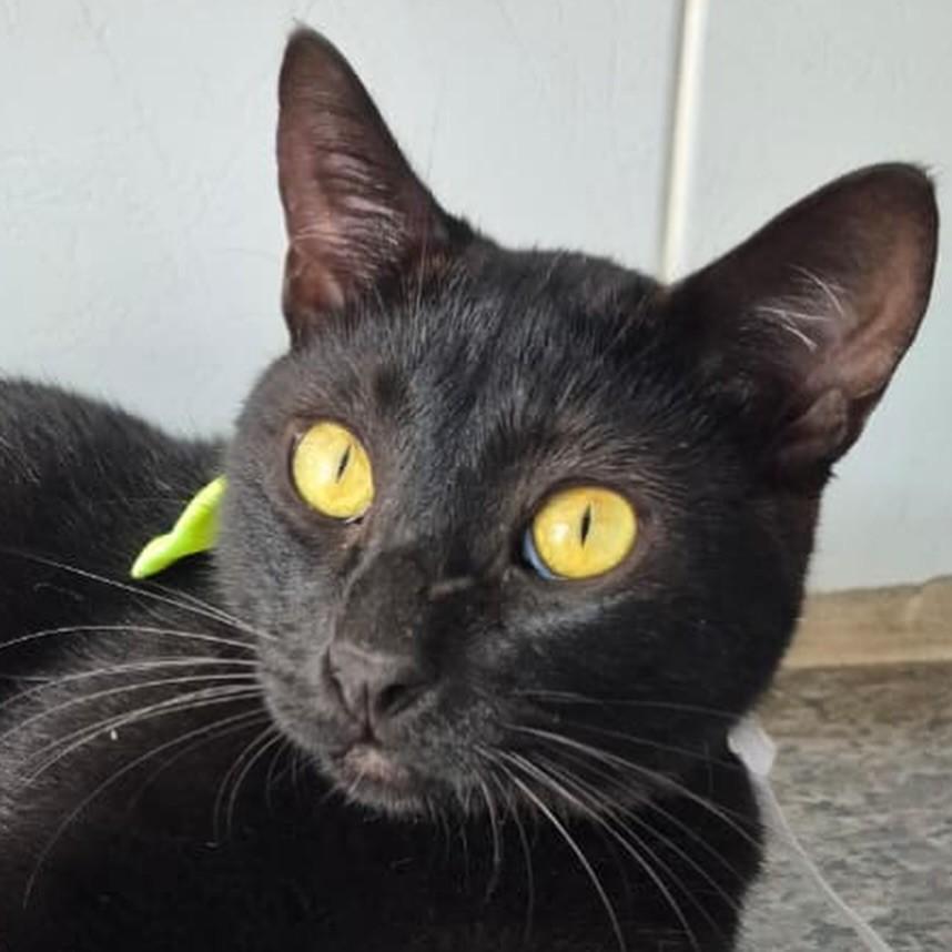 Eclipse, gato de porte pequeno para adoção em Vitória - ES