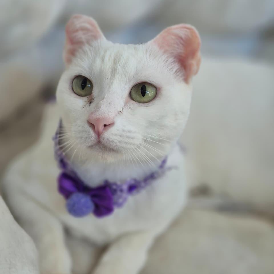 Clarinha, gata de porte pequeno para adoção em Vitória - ES