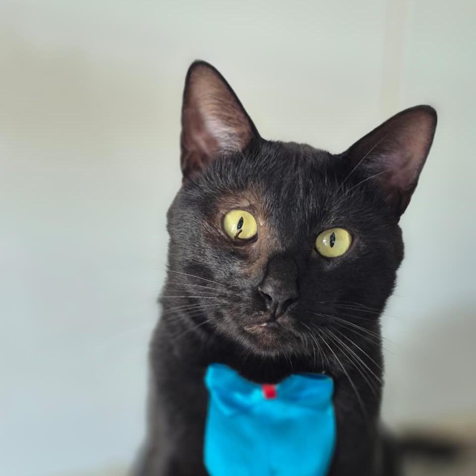 Elvis, gato de porte pequeno para adoção em Vitória - ES