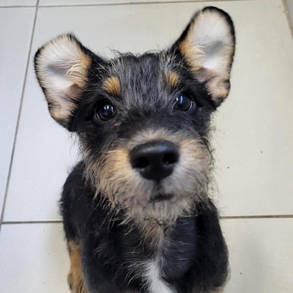 Juninho, cachorro de porte pequeno para adoção em Vitória - ES