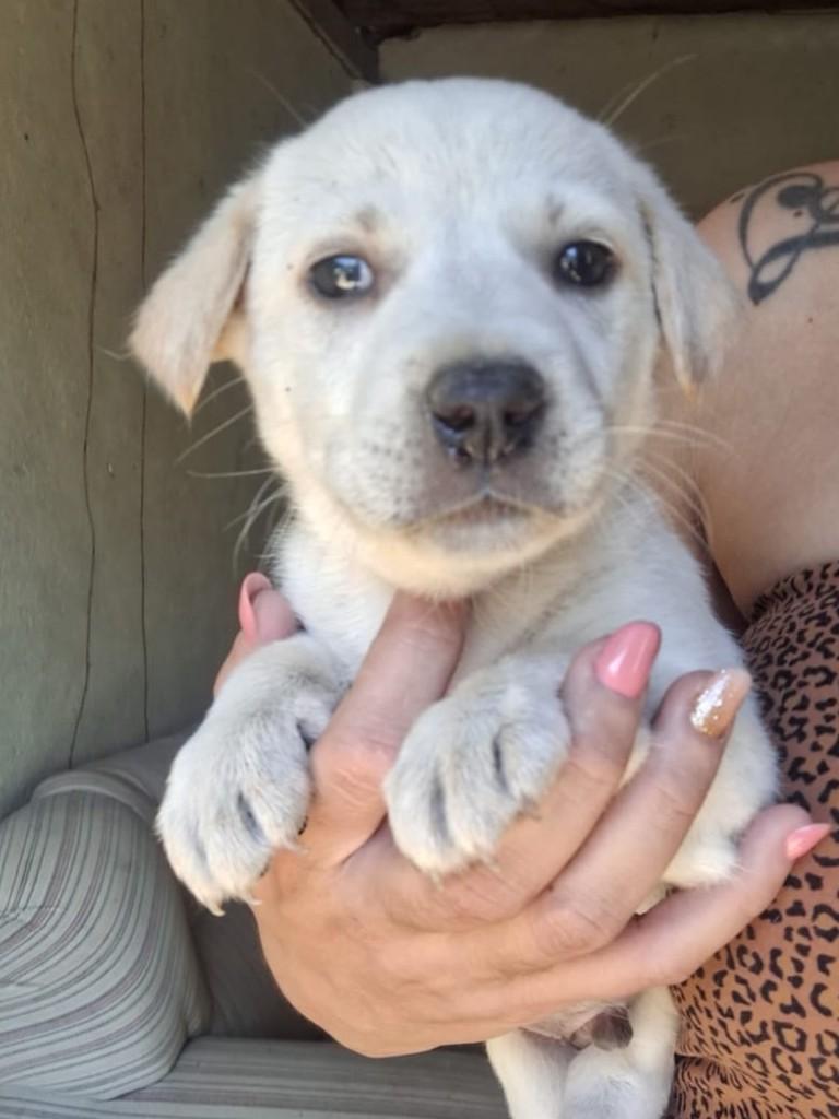 Alvin, cachorro de porte médio para adoção em Serra - ES