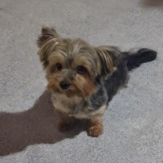 Kika, cachorro de porte pequeno para adoção em Vitória - ES