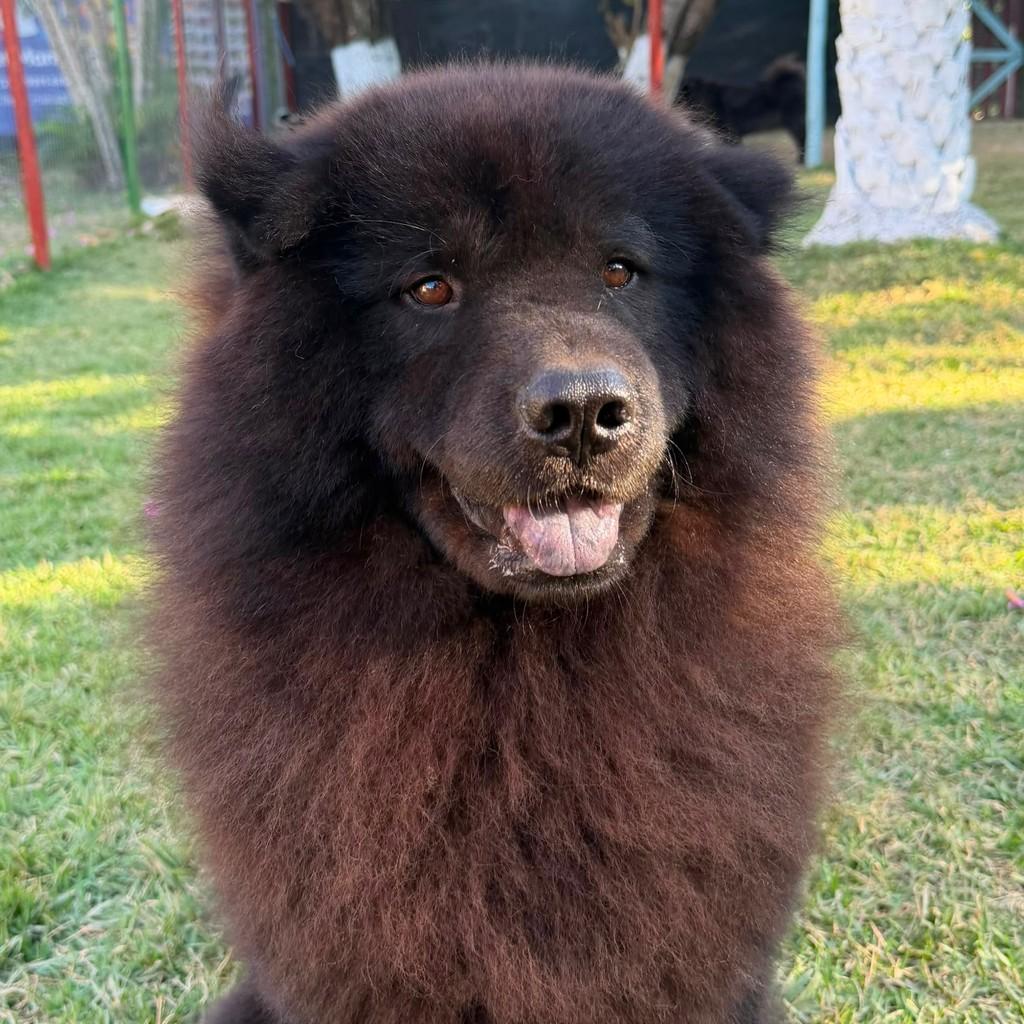 Pantera, cachorro de porte médio para adoção em Vitória - ES