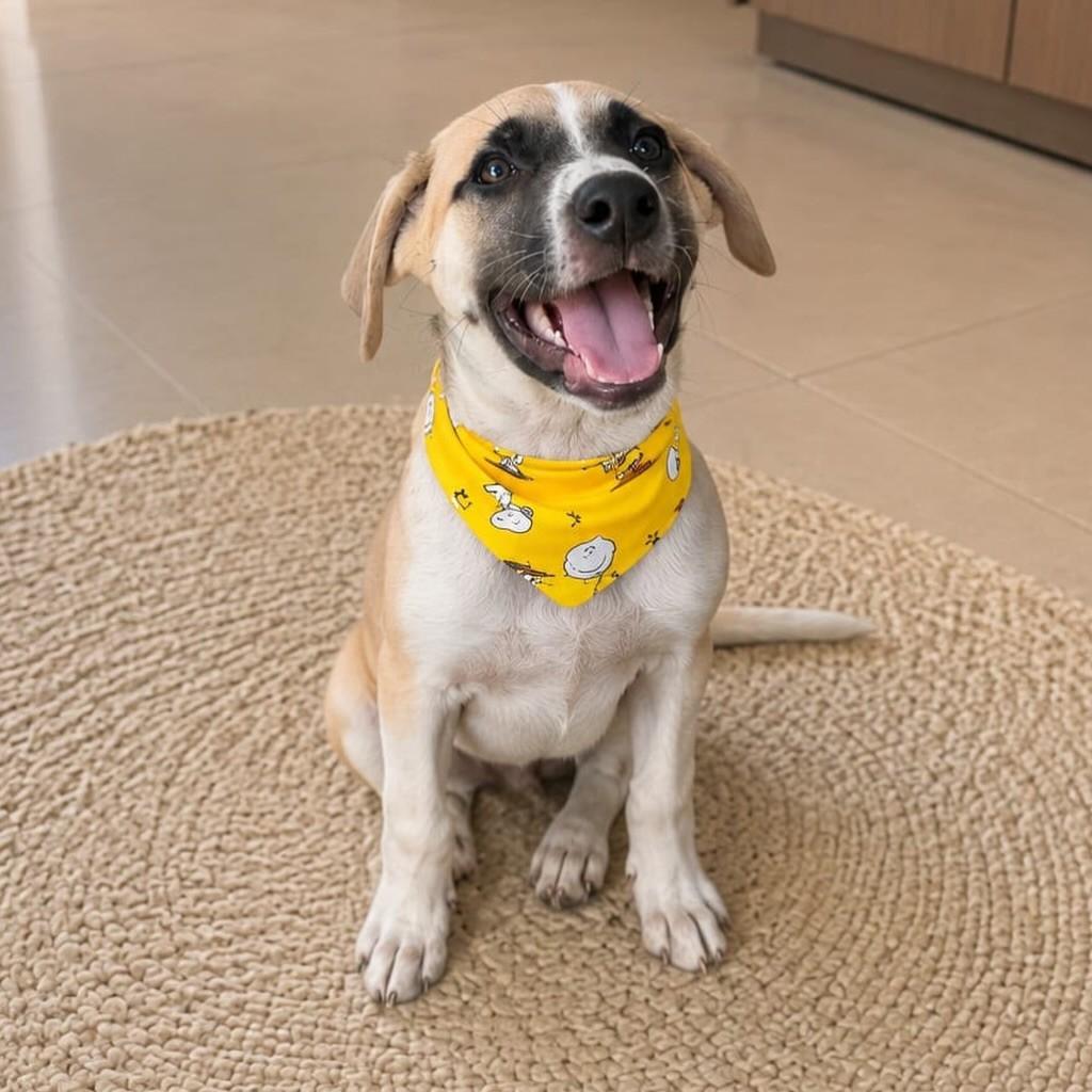 Tobias, cachorro de porte médio para adoção em Vitória - ES