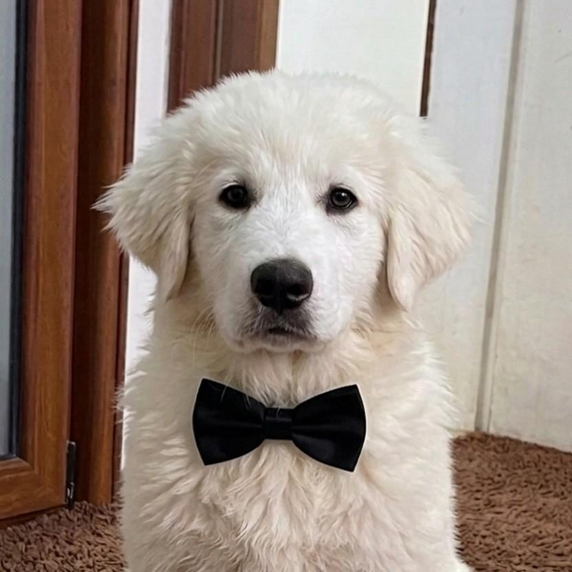 Dante, cachorro de porte grande para adoção em Vitória - ES