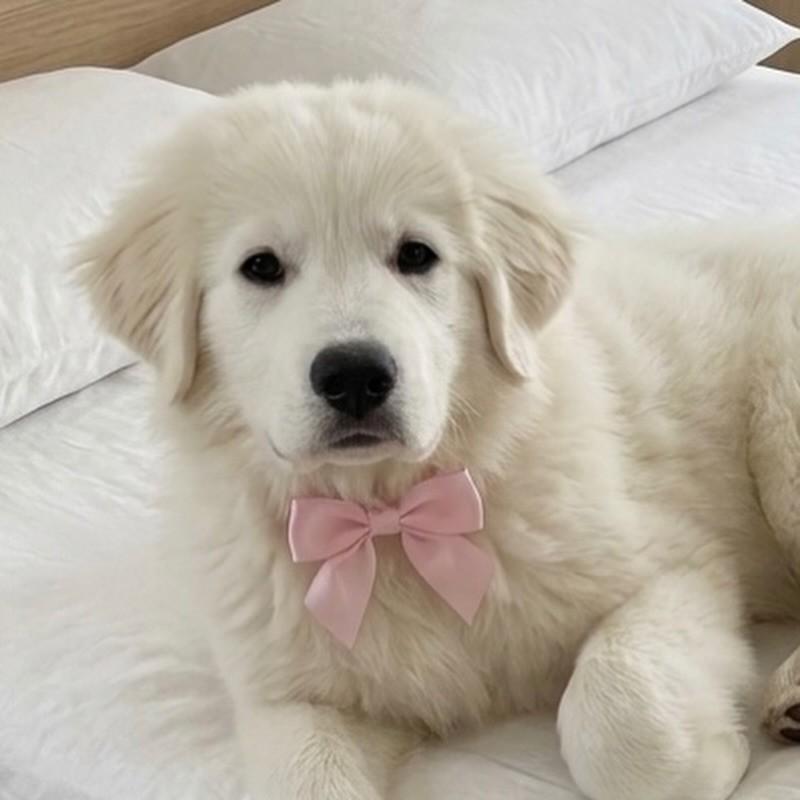 Arya, cachorro de porte grande para adoção em Vitória - ES