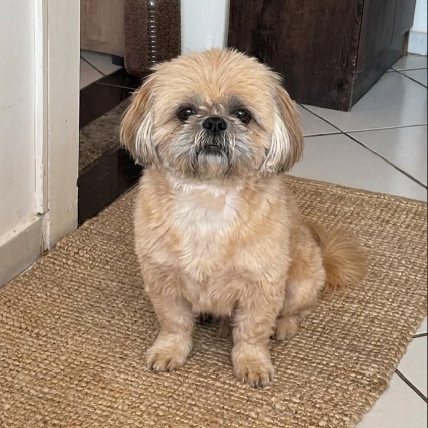 Luppy, cachorro de porte pequeno para adoção em Vitória - ES