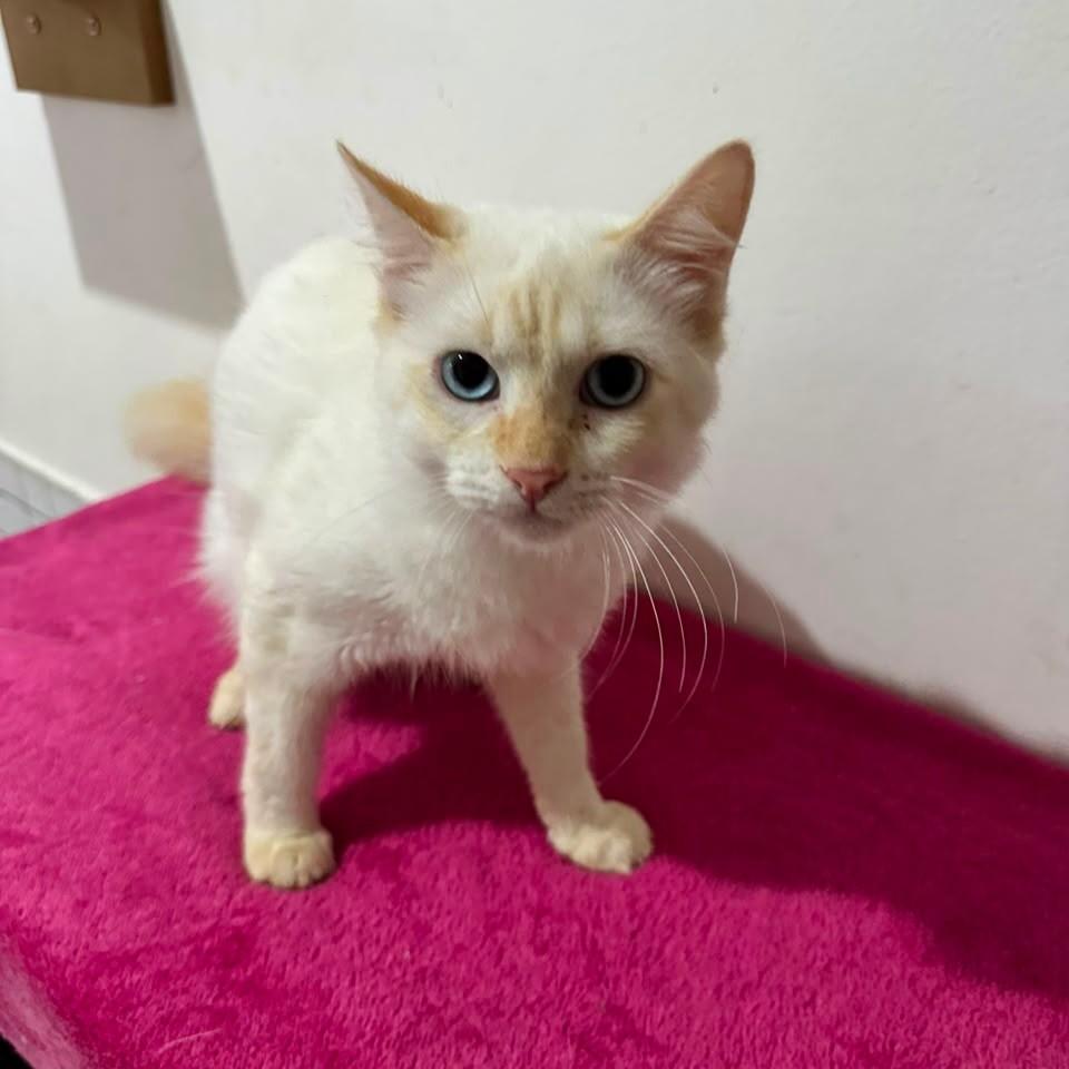 Floquinho, gato de porte pequeno para adoção em Vitória - ES