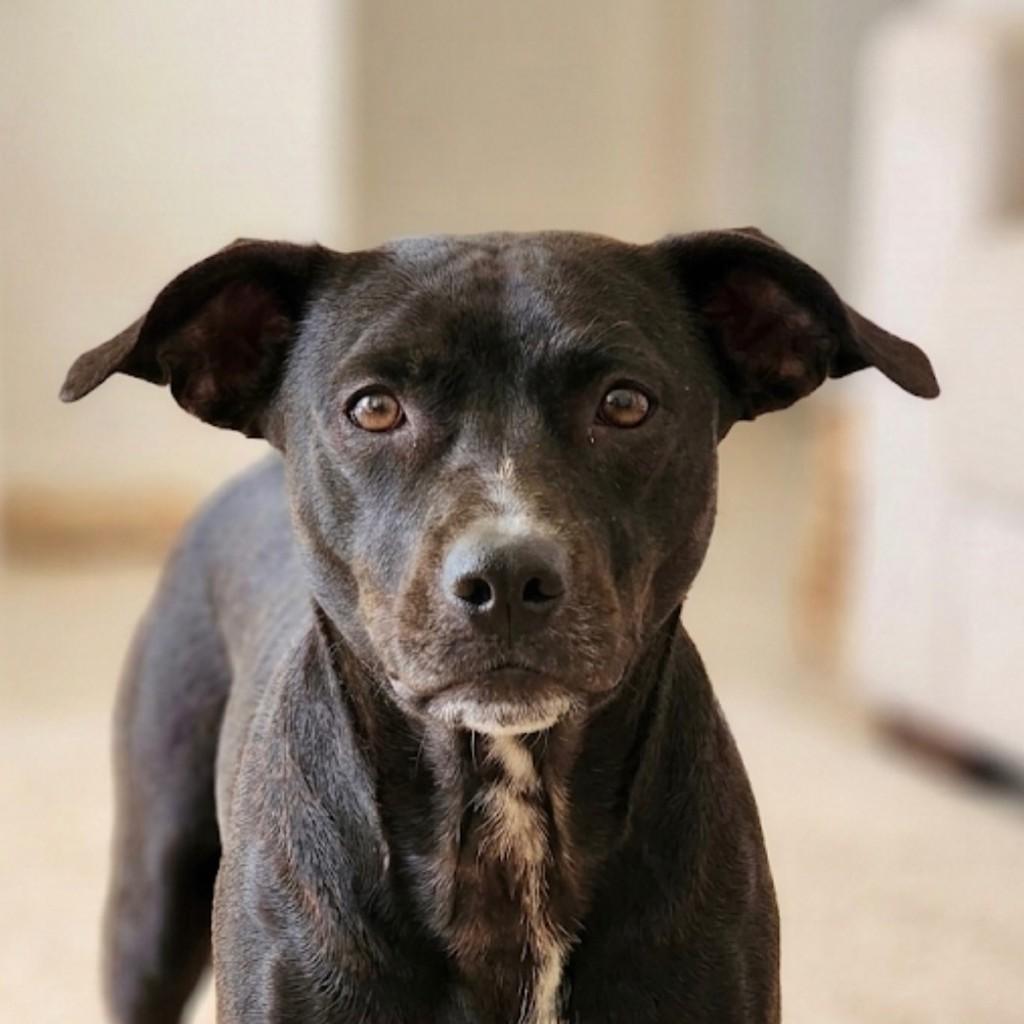 Brutos, cachorro de porte médio para adoção em Vitória - ES