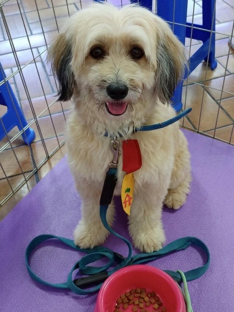 Frederico, cachorro de porte médio para adoção em Vitória - ES