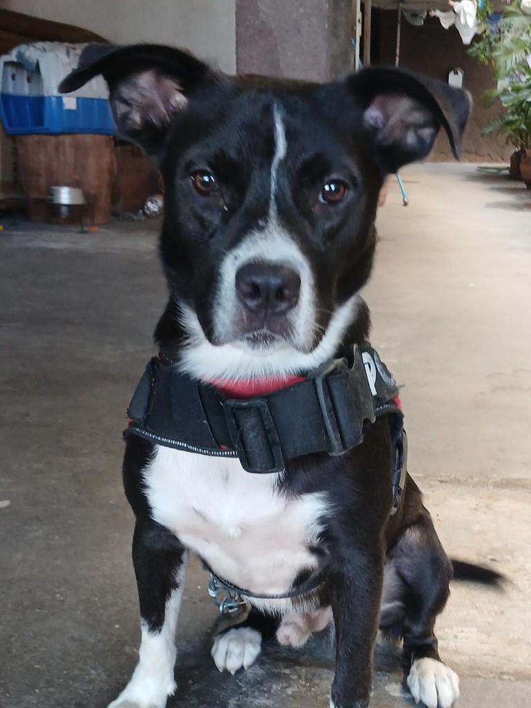 Duke, cachorro de porte médio para adoção em Vitória - ES