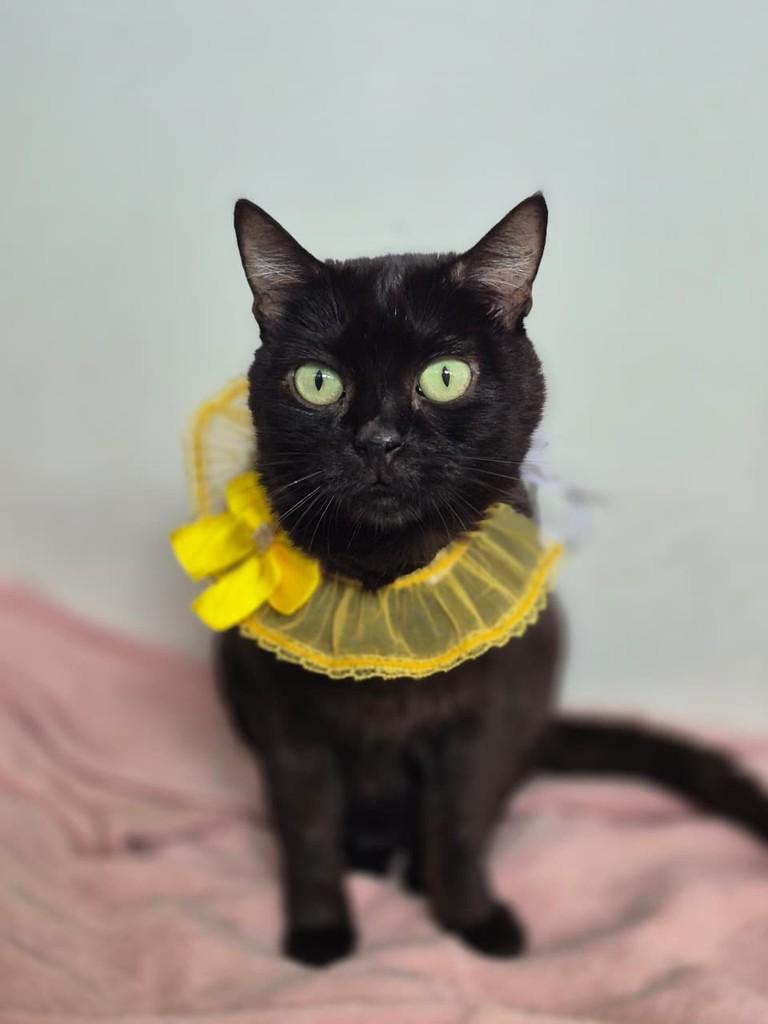 Monique, gata de porte pequeno para adoção em Vitória - ES
