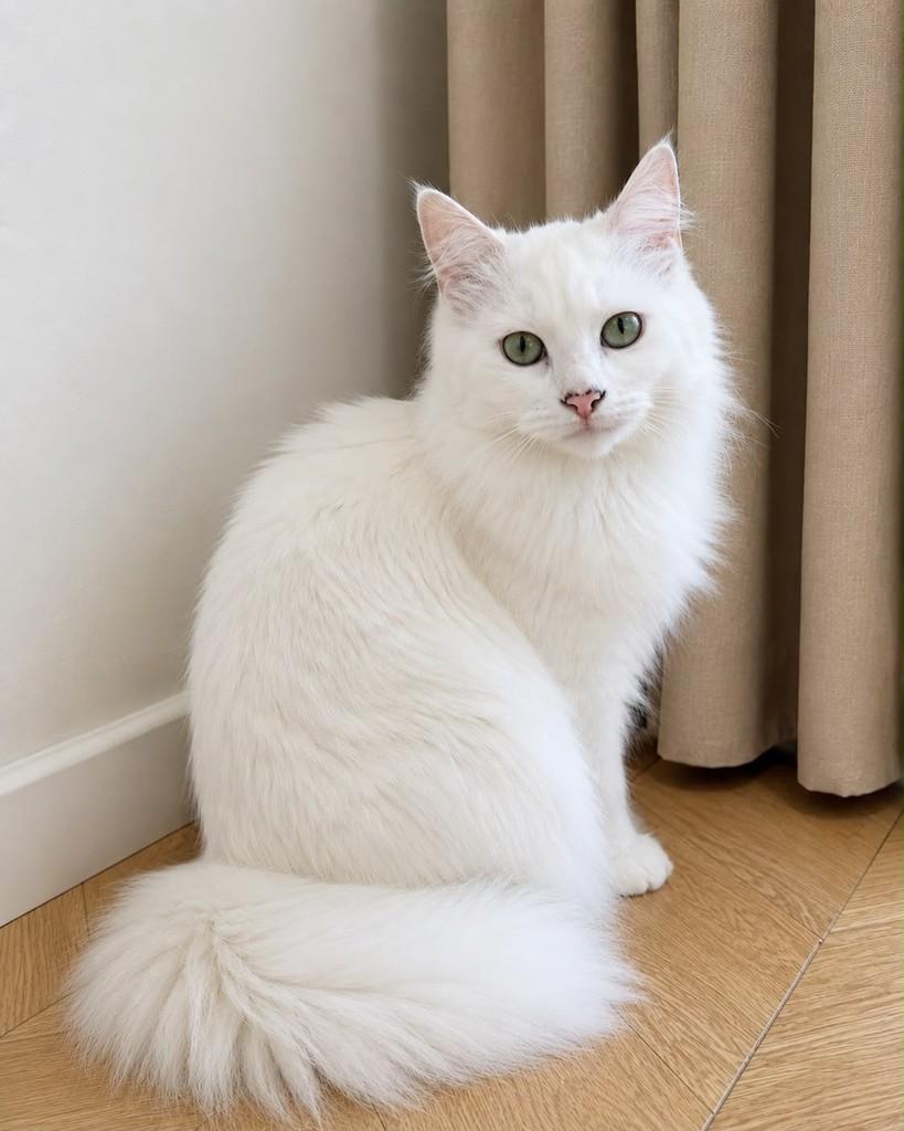 Dominique, gata de porte médio para adoção em Vitória - ES