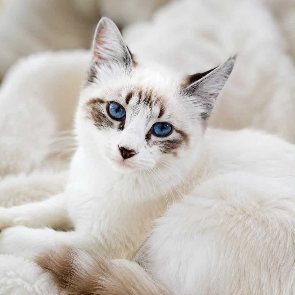Pérola, gata de porte pequeno para adoção em Vitória - ES