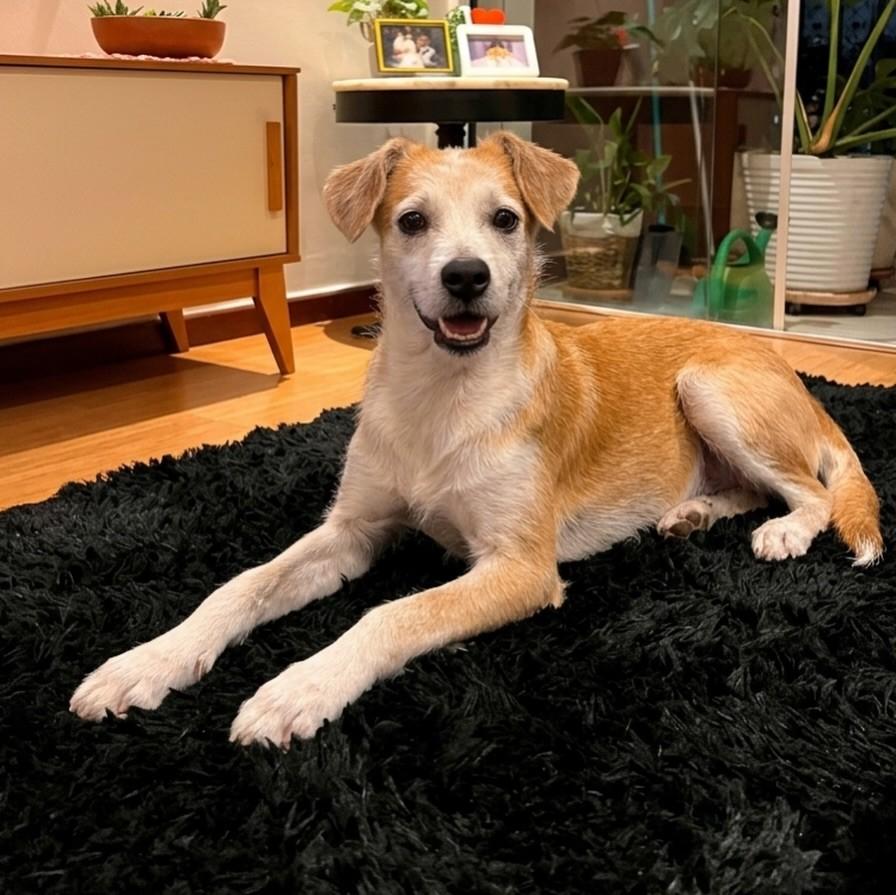 Canjica, cachorro de porte pequeno para adoção em Vitória - ES