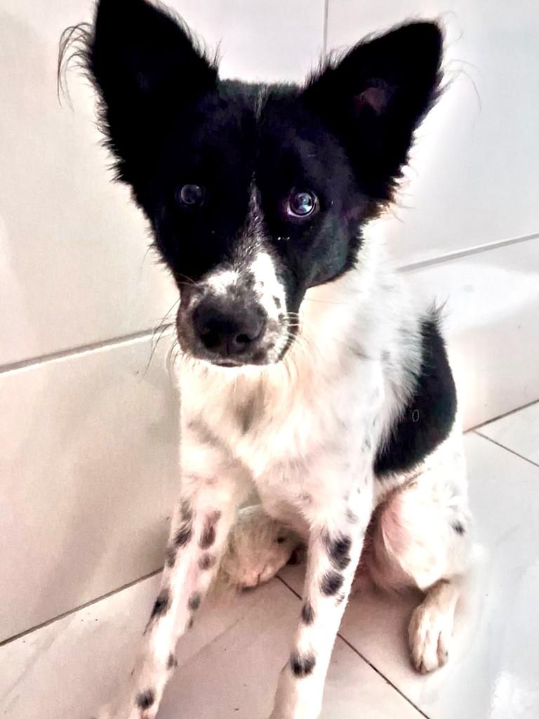 Loki, cachorro de porte médio para adoção em Vitória - ES