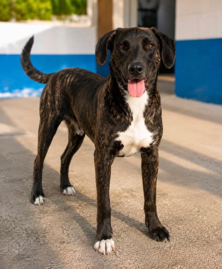 Tigrão, cachorro de porte médio para adoção em Vitória - ES