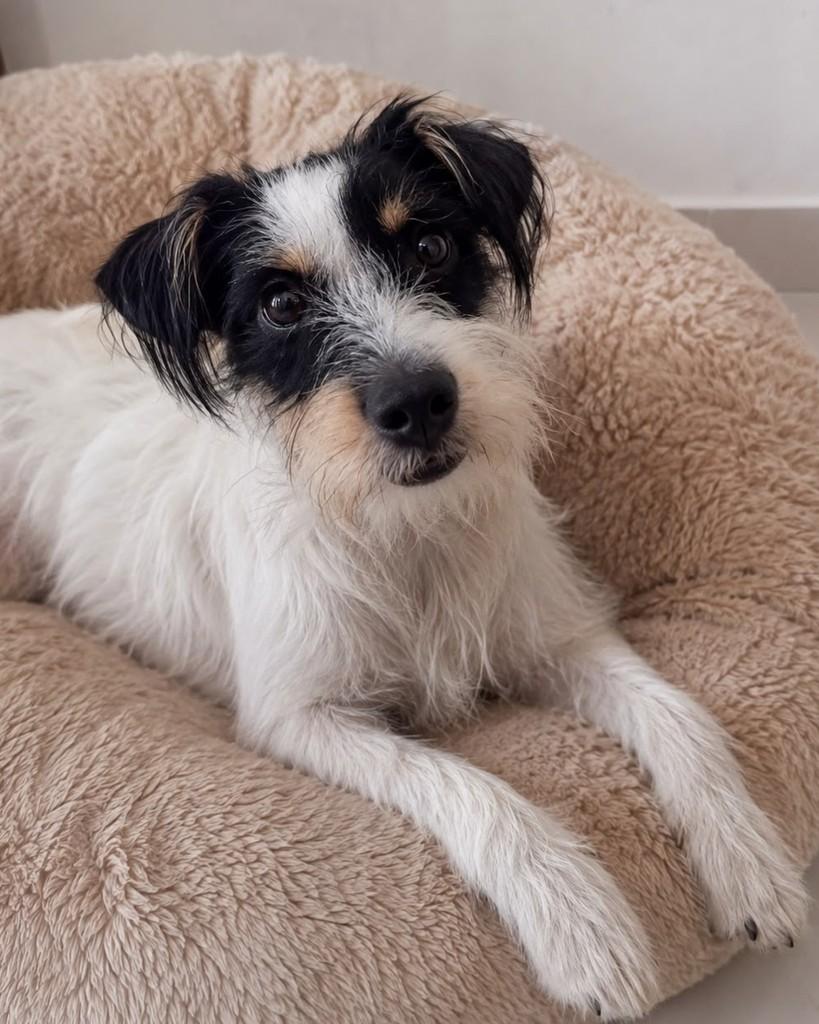 Snoop, cachorro de porte médio para adoção em Vitória - ES