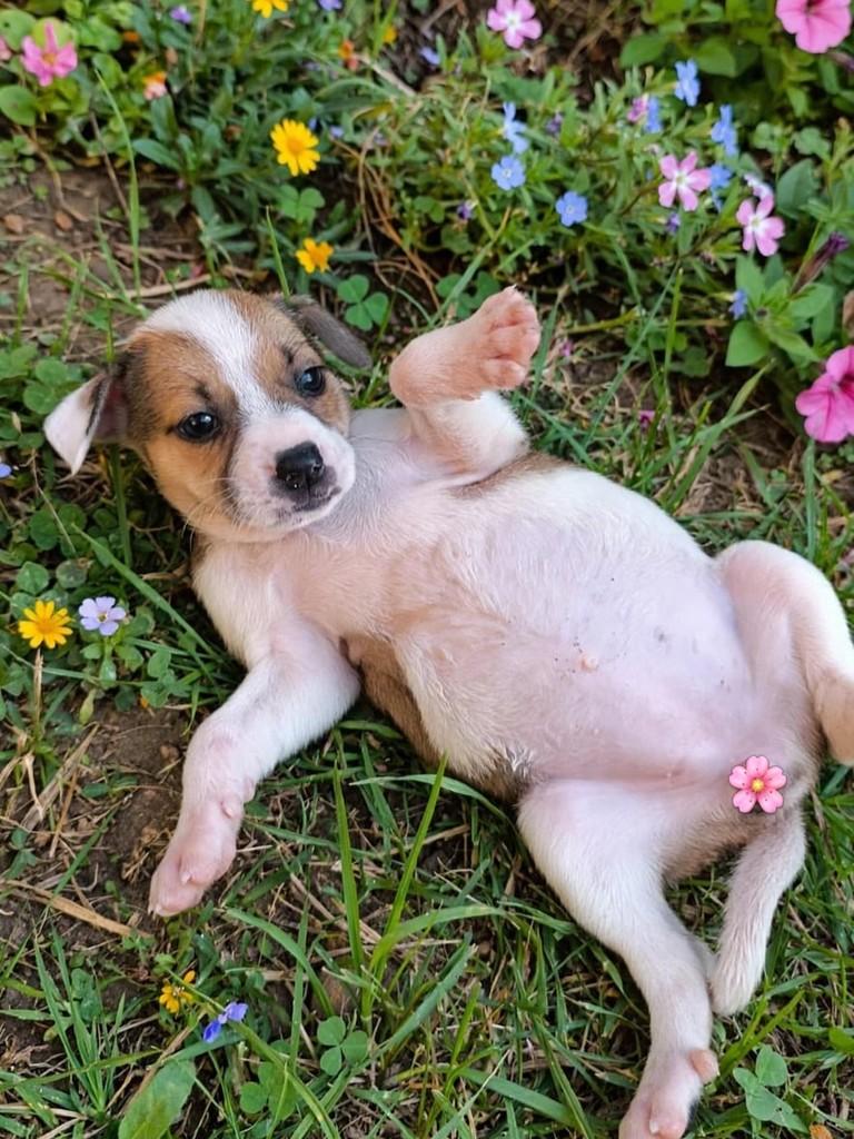 Luma, cachorro de porte médio para adoção em Vitória - ES