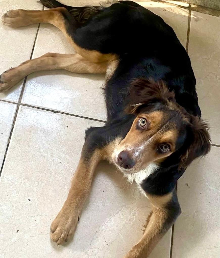 Cacau, cadela de porte médio para adoção em Vitória - ES — foto 5 de 5