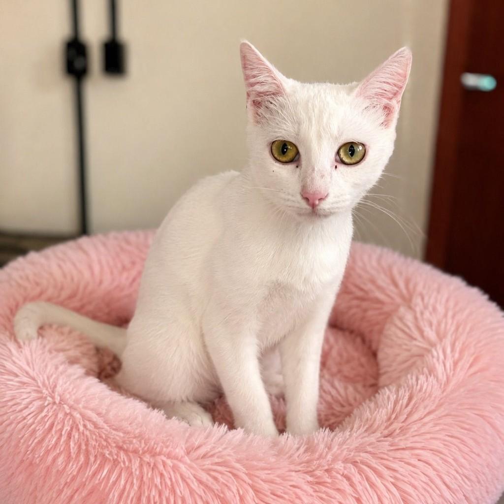 Marrie, gata de porte pequeno para adoção em Vitória - ES