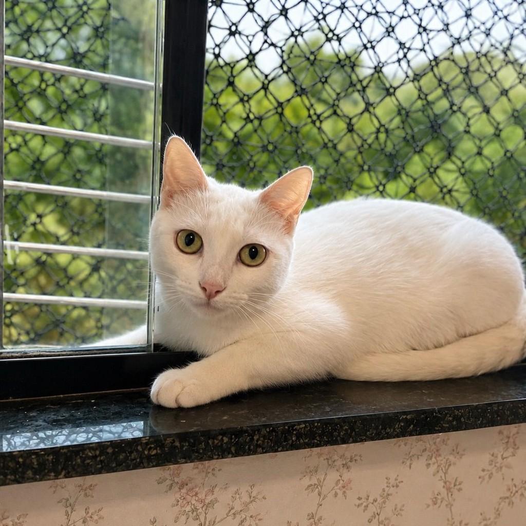 Marrie, gata de porte pequeno para adoção em Vitória - ES — foto 2 de 4