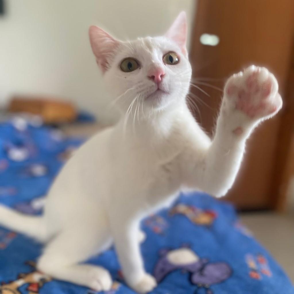 Marrie, gata de porte pequeno para adoção em Vitória - ES — foto 3 de 4