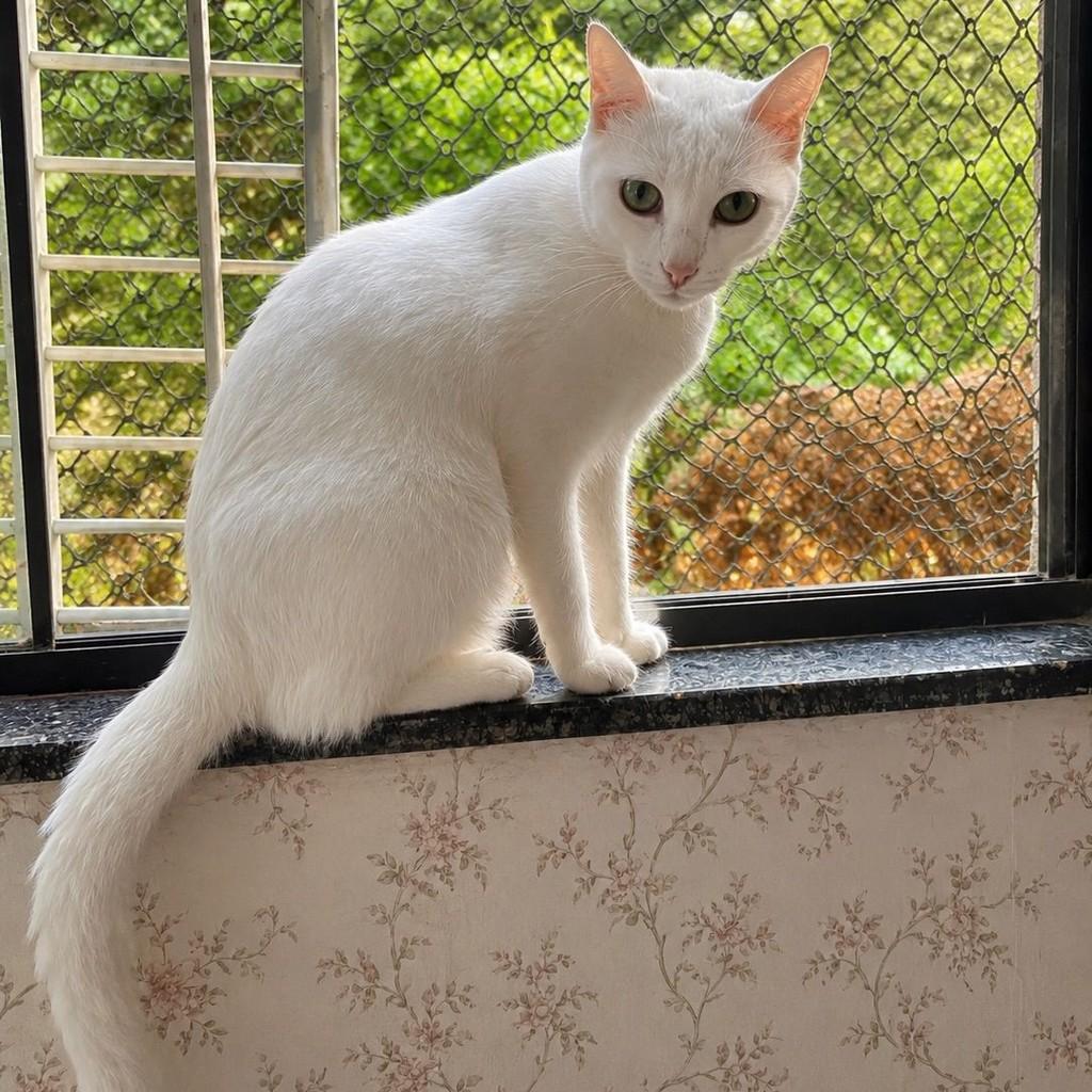 Marrie, gata de porte pequeno para adoção em Vitória - ES — foto 4 de 4
