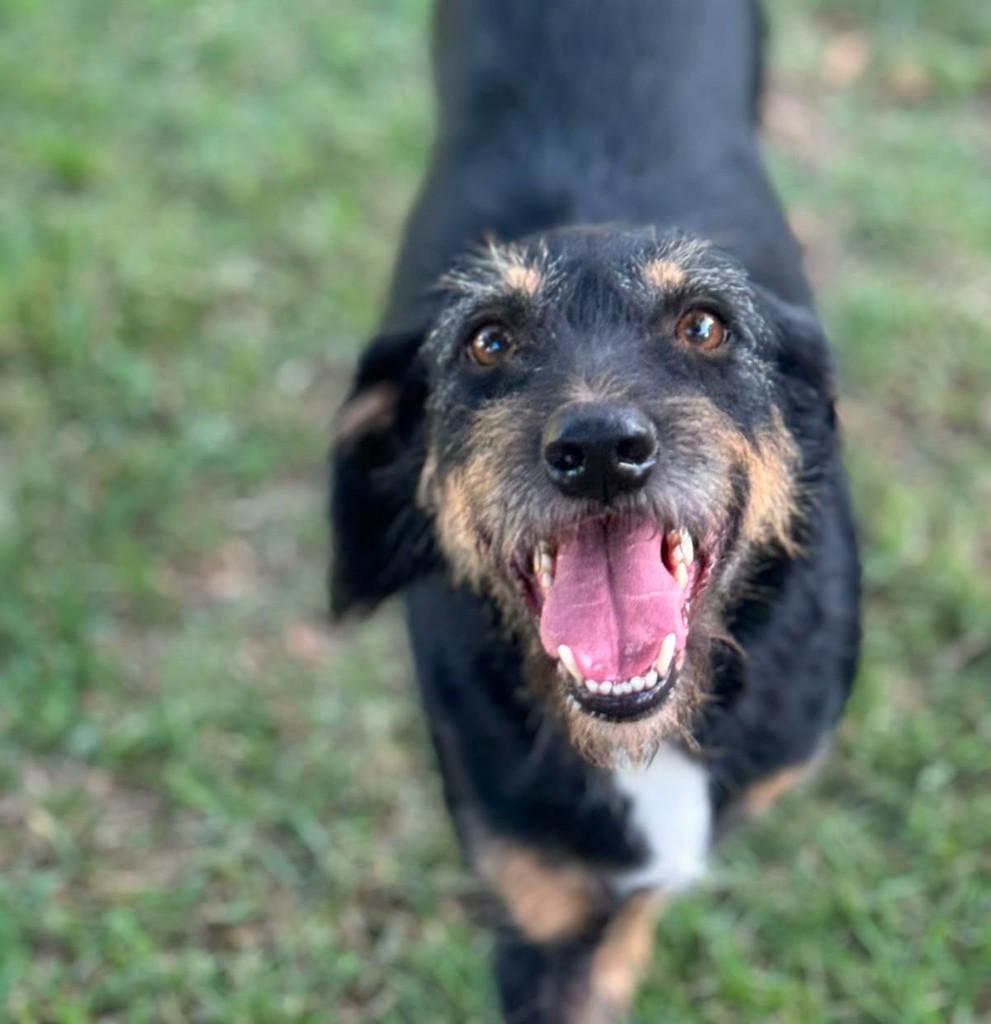 APollo, cachorro de porte médio para adoção em Vitória - ES