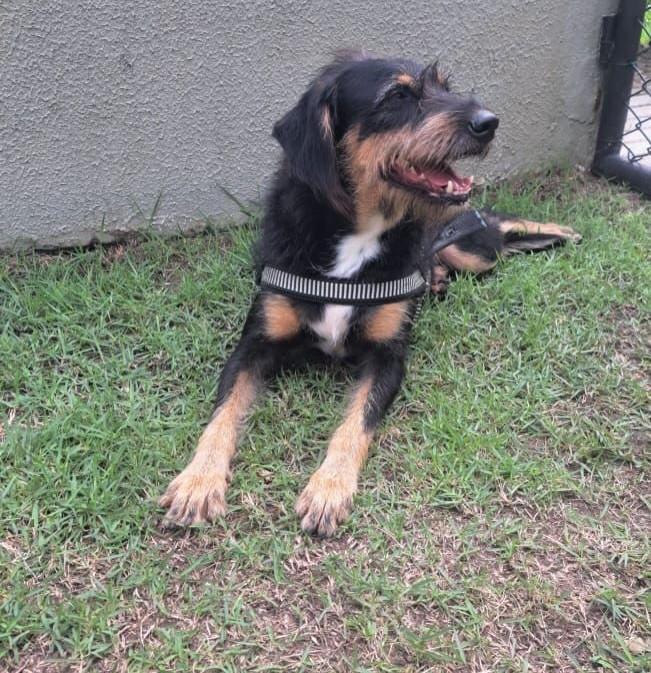 APollo, cachorro de porte médio para adoção em Vitória - ES — foto 2 de 6