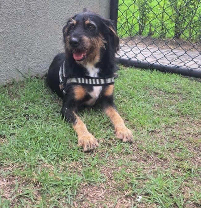 APollo, cachorro de porte médio para adoção em Vitória - ES — foto 3 de 6