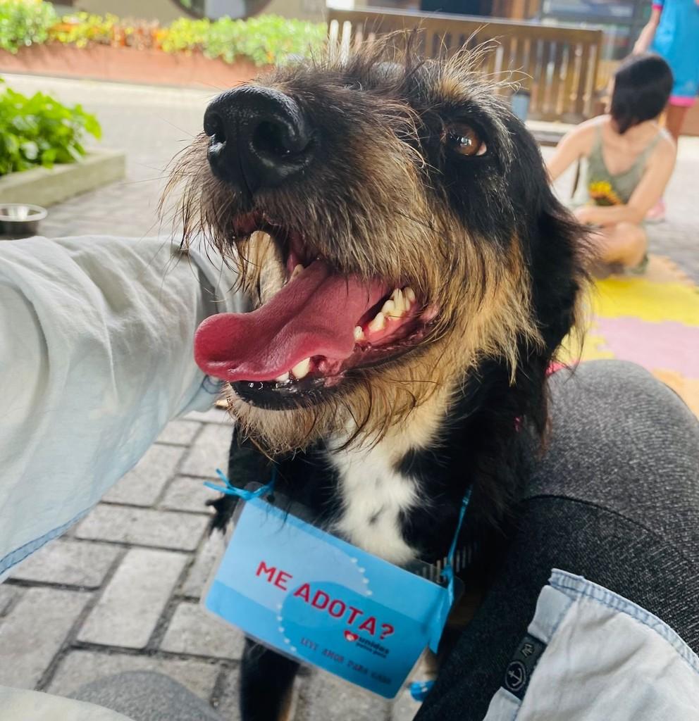 APollo, cachorro de porte médio para adoção em Vitória - ES — foto 4 de 6