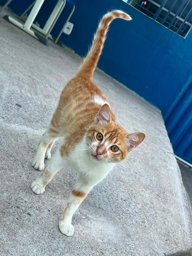 Dengo, gato de porte pequeno para adoção em Serra - ES — foto 2 de 3