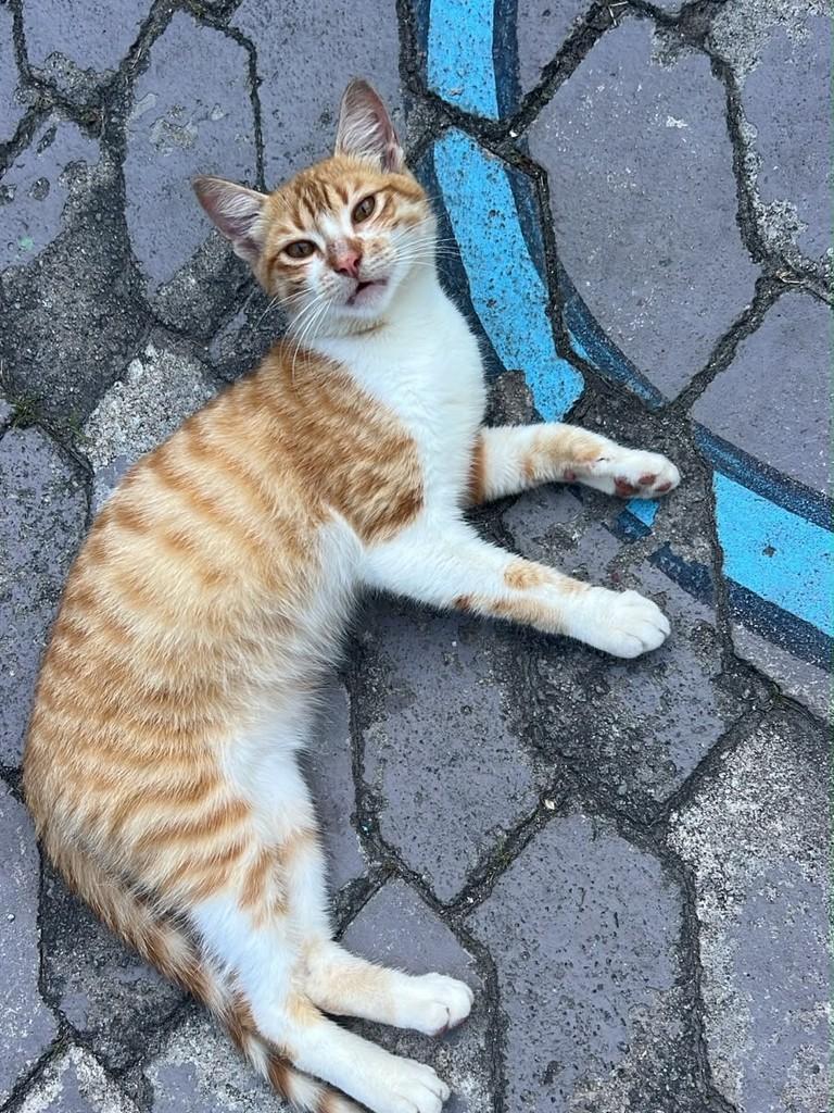 Dengo, gato de porte pequeno para adoção em Serra - ES — foto 3 de 3